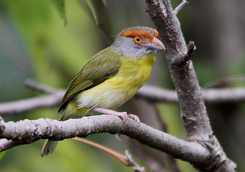 Pretty Rufous-browed peppershrike