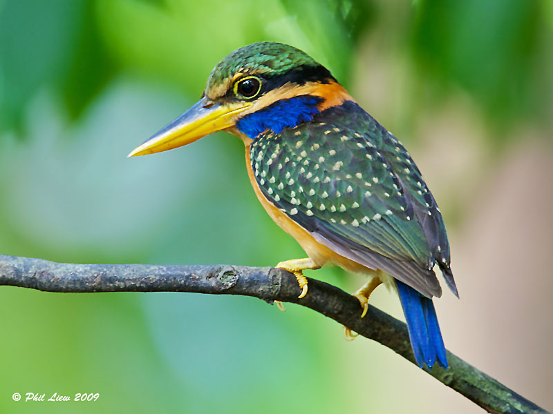 Rufous-collared kingfisher