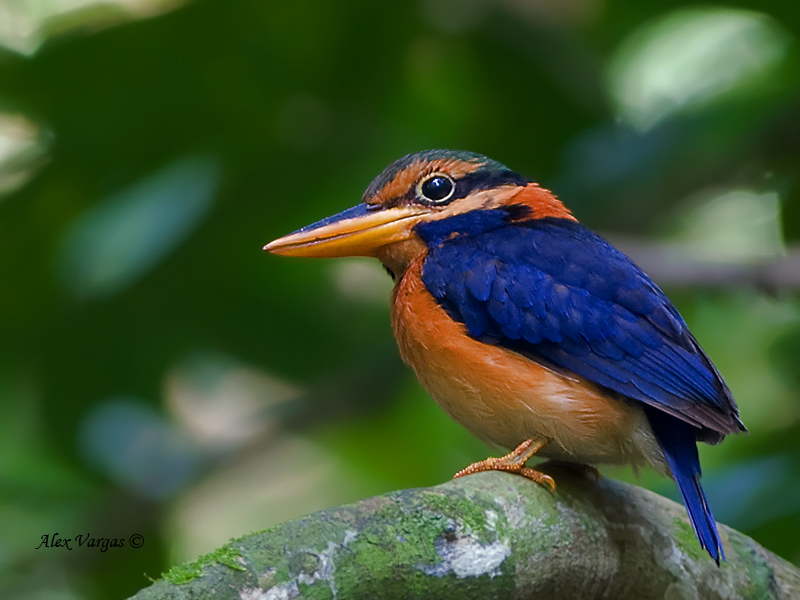 Pretty Rufous-collared kingfisher