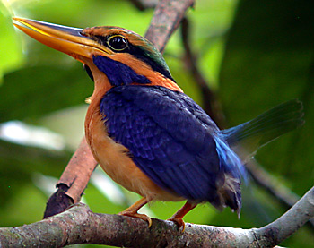 Pretty Rufous-collared kingfisher
