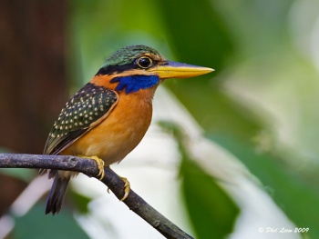 Pretty Rufous-collared kingfisher