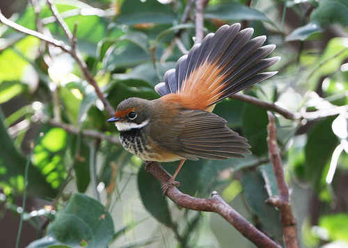 Rufous fantail