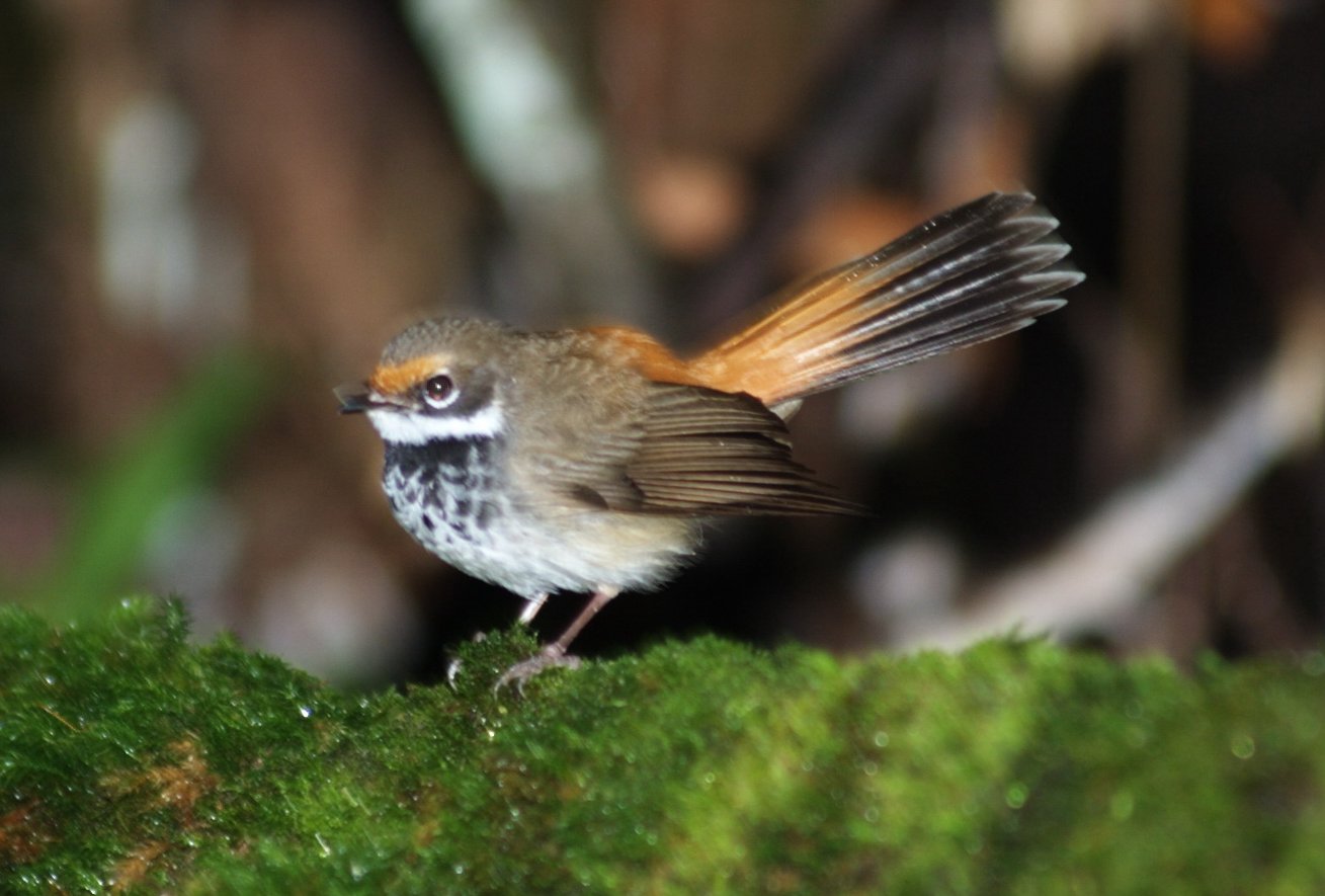 Pretty Rufous fantail