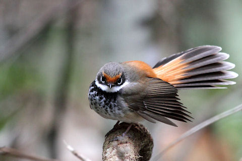 Pretty Rufous fantail