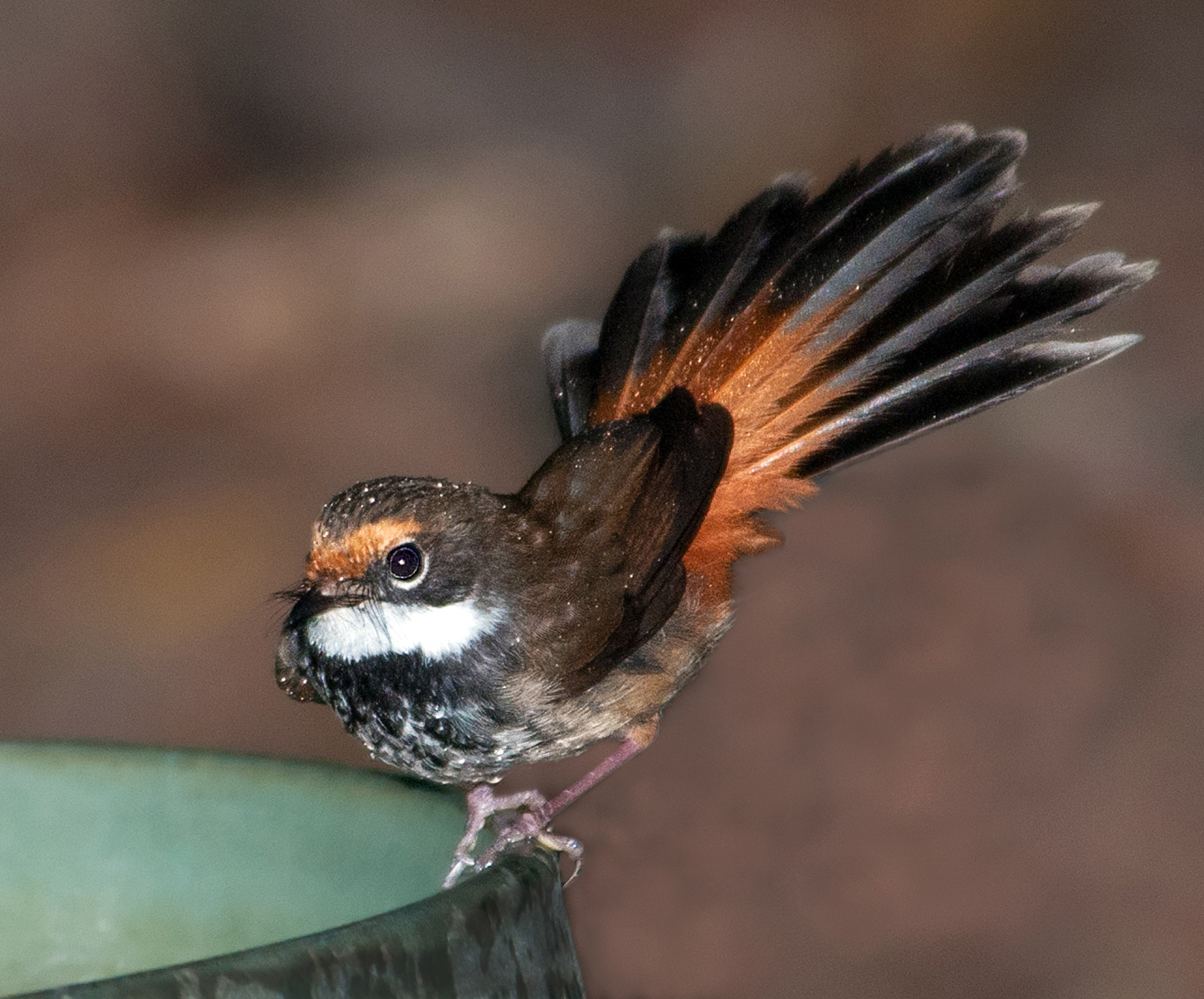 Pretty Rufous fantail