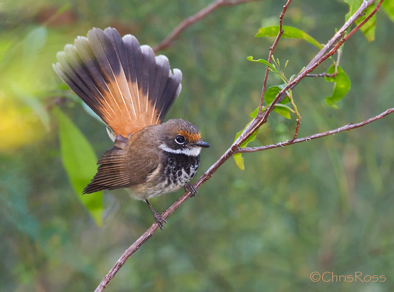 Pretty Rufous fantail