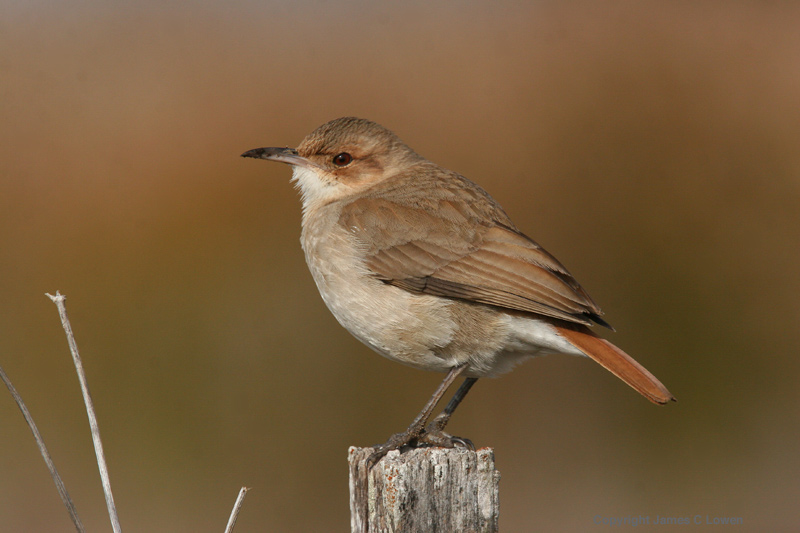 Rufous hornero