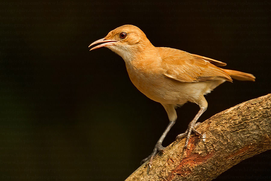 Pretty Rufous hornero