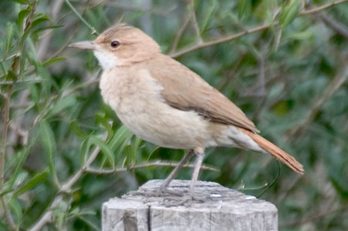Pretty Rufous hornero