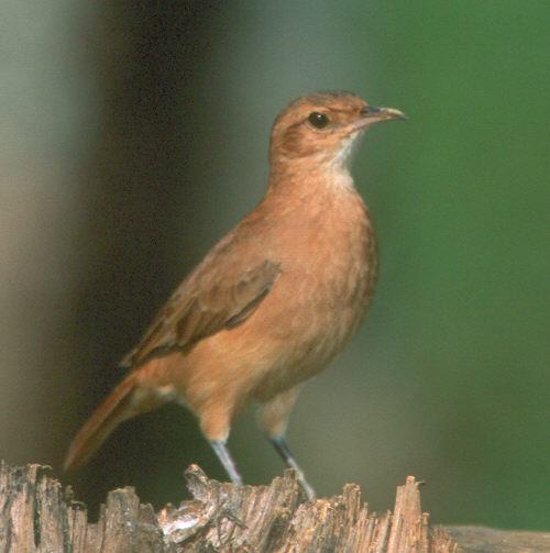 Pretty Rufous hornero