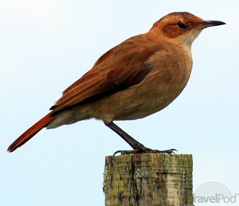 Pretty Rufous hornero