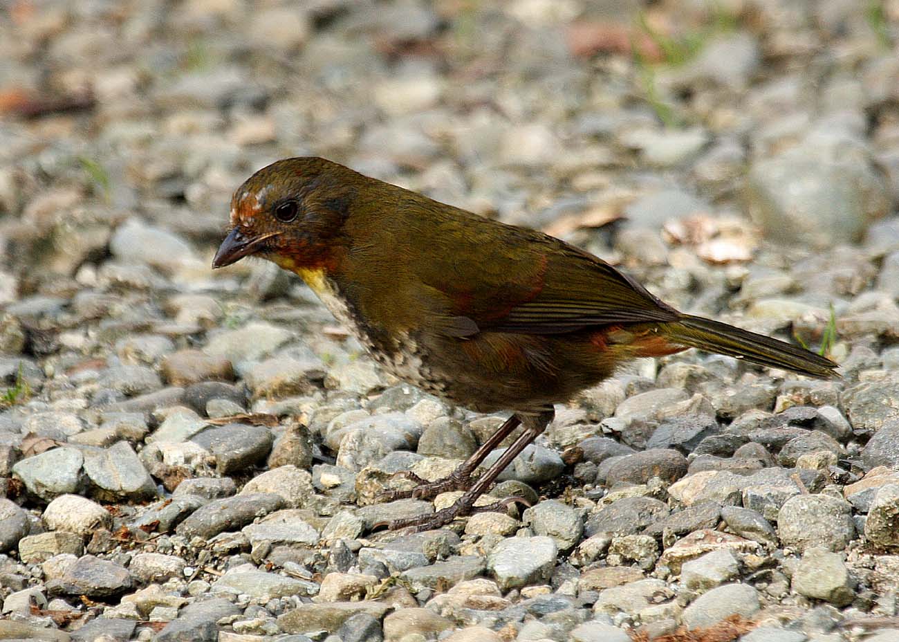 Pretty Rufous-naped whistler