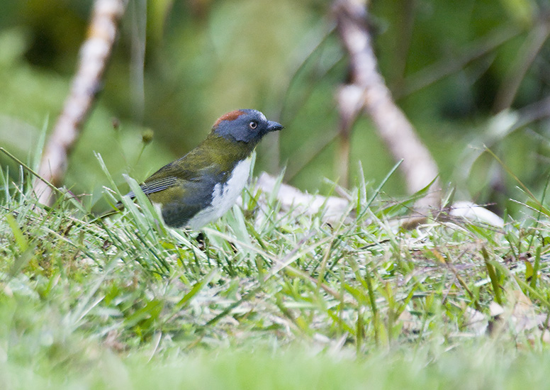 Pretty Rufous-naped whistler