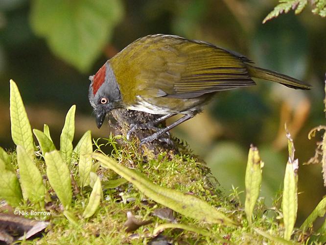 Pretty Rufous-naped whistler