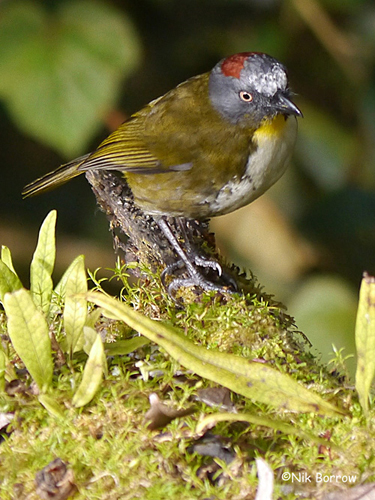 Pretty Rufous-naped whistler