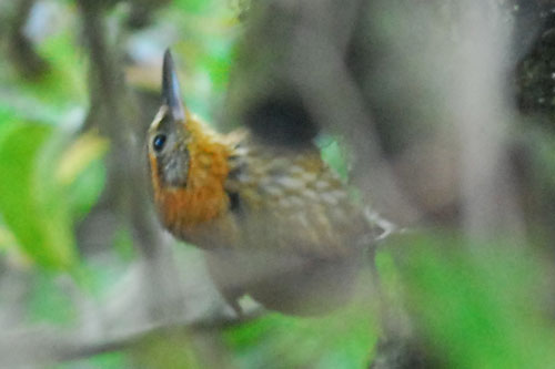 Rufous-necked foliage-gleaner