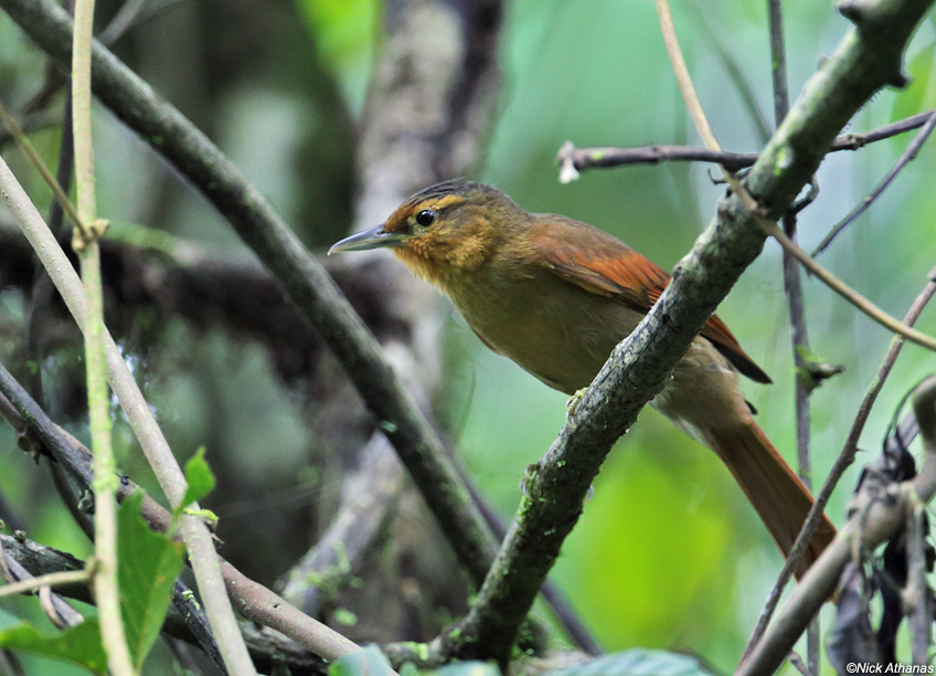 Pretty Rufous-necked foliage-gleaner