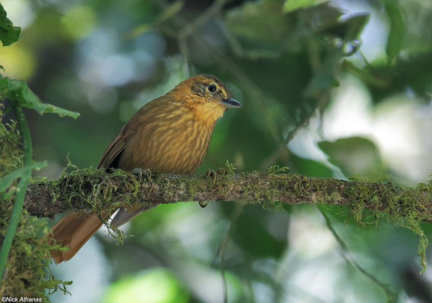 Pretty Rufous-necked foliage-gleaner