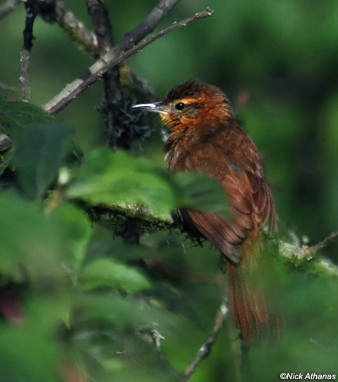 Pretty Rufous-necked foliage-gleaner