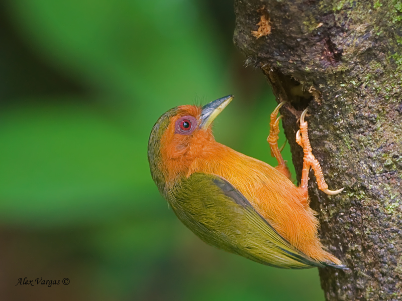 Rufous piculet