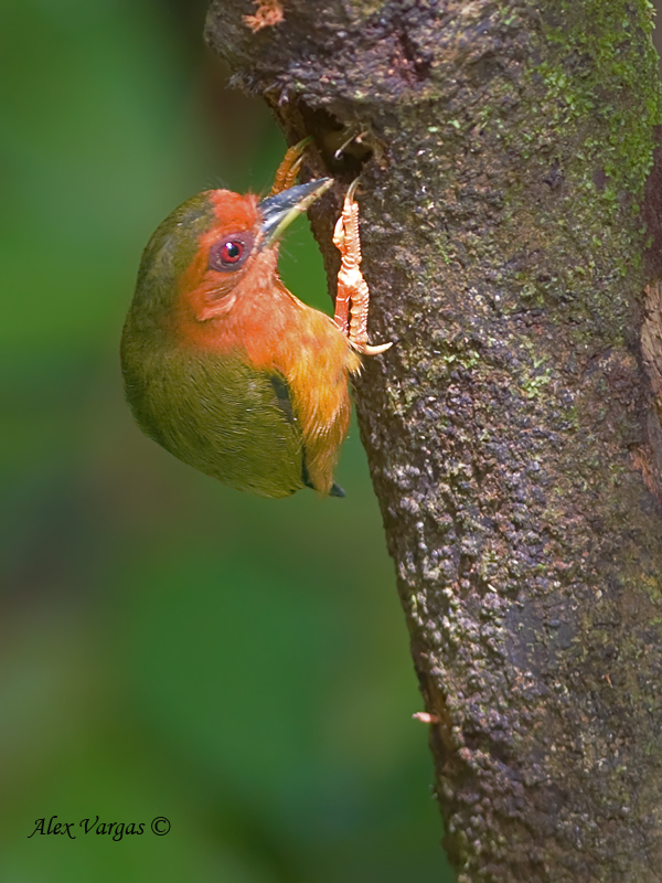 Pretty Rufous piculet