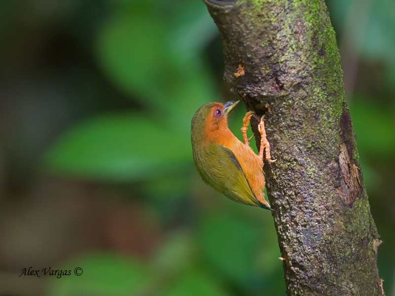 Pretty Rufous piculet