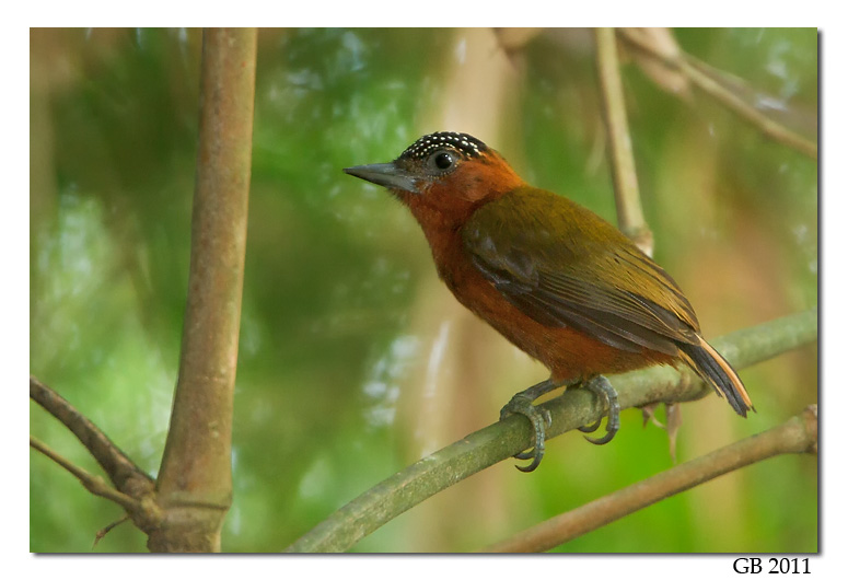 Pretty Rufous piculet