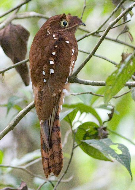 Rufous potoo