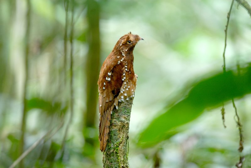 Pretty Rufous potoo