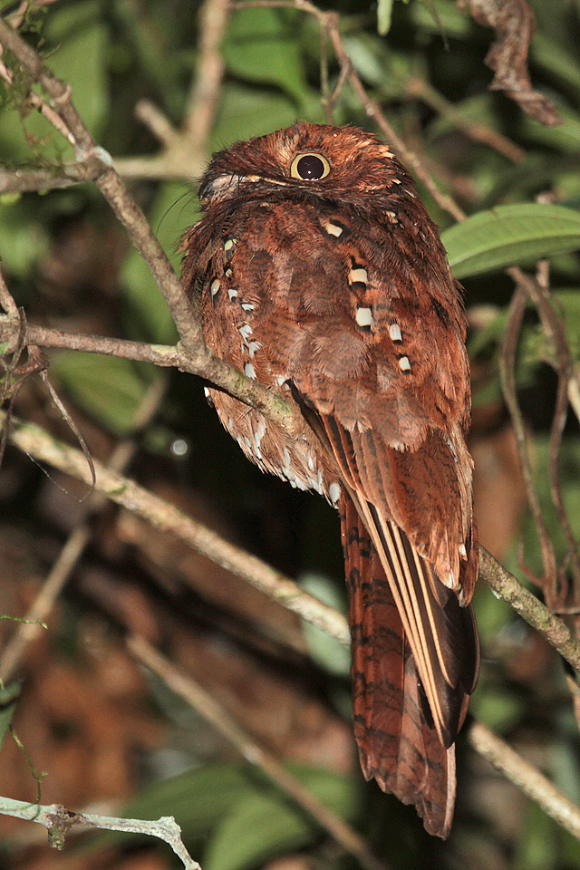 Pretty Rufous potoo