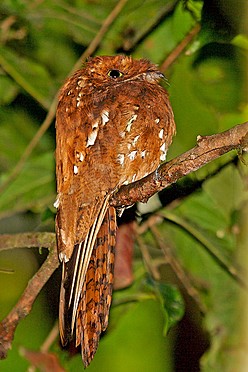 Pretty Rufous potoo