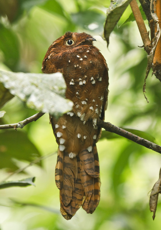 Pretty Rufous potoo