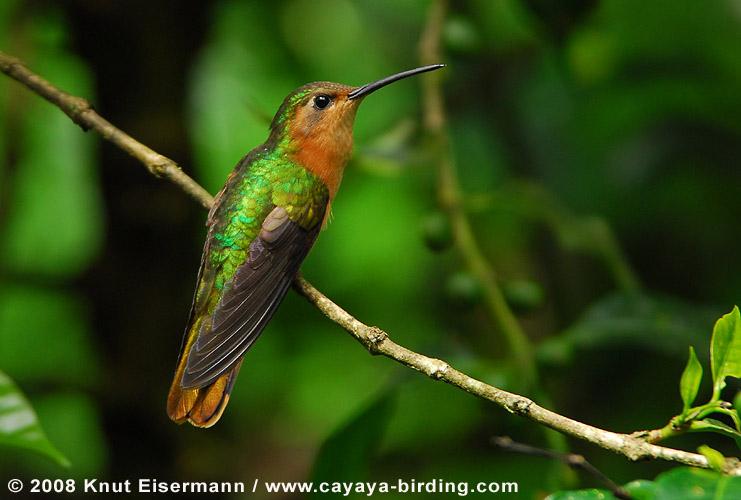 Rufous sabrewing