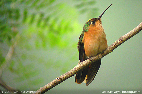 Pretty Rufous sabrewing