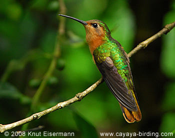 Pretty Rufous sabrewing