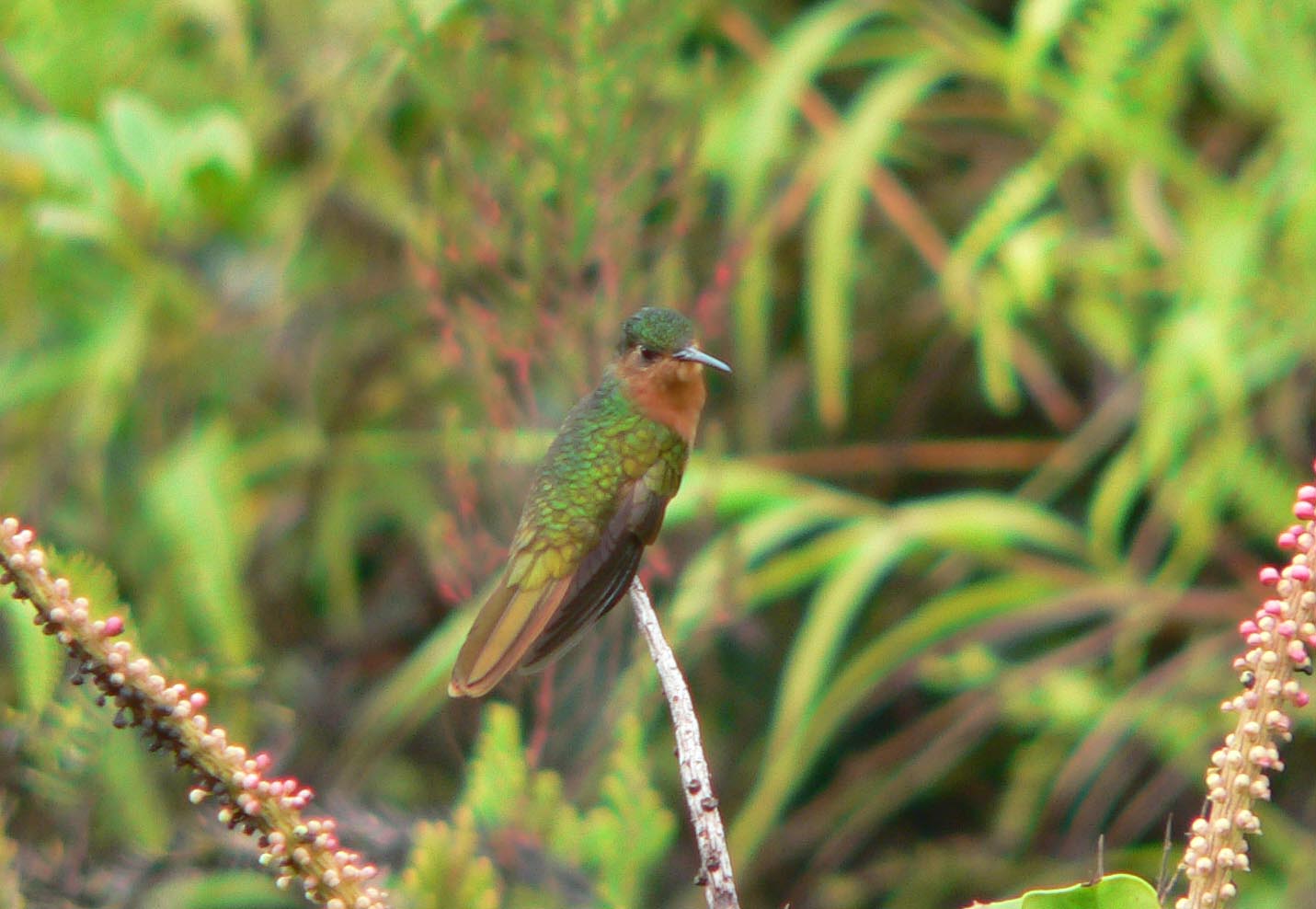 Pretty Rufous sabrewing