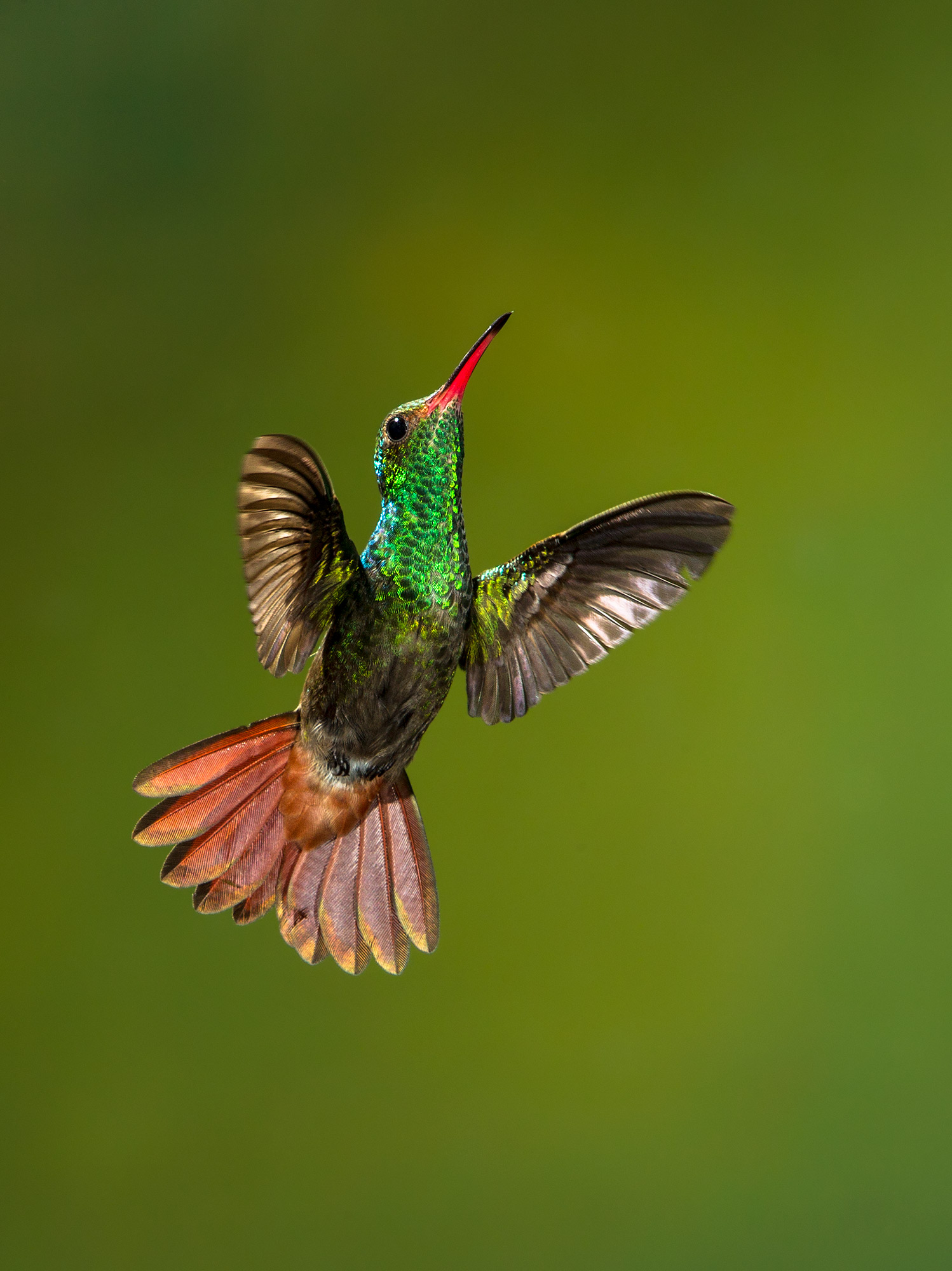 Rufous-tailed hummingbird
