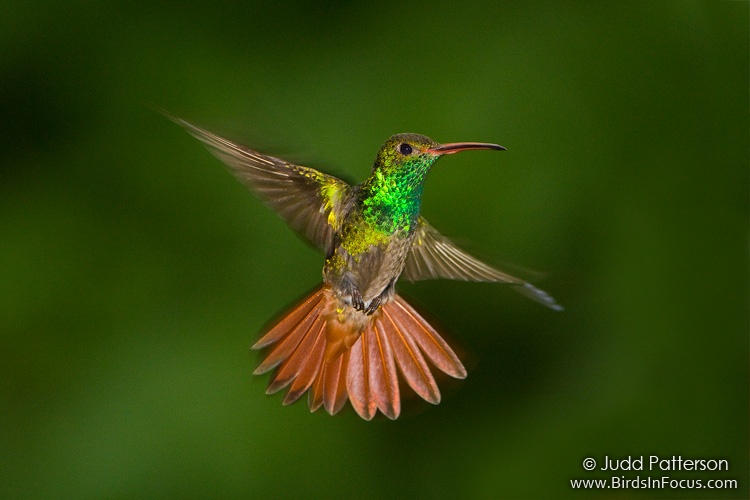 Pretty Rufous-tailed hummingbird
