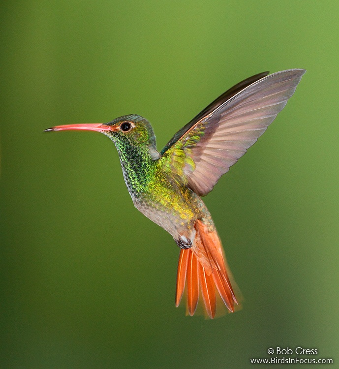 Pretty Rufous-tailed hummingbird