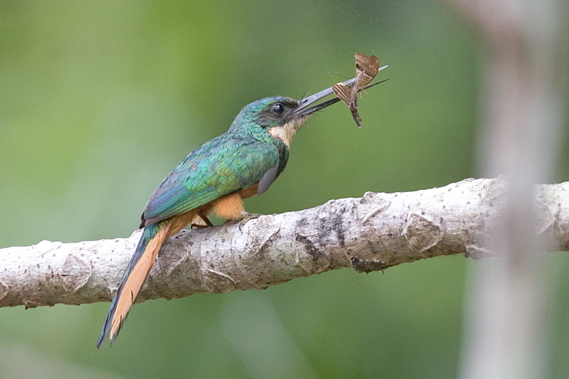 Rufous-tailed jacamar