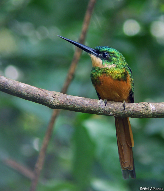 Pretty Rufous-tailed jacamar