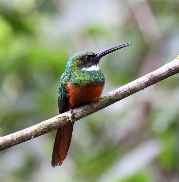 Pretty Rufous-tailed jacamar