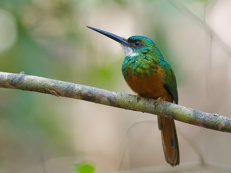 Pretty Rufous-tailed jacamar