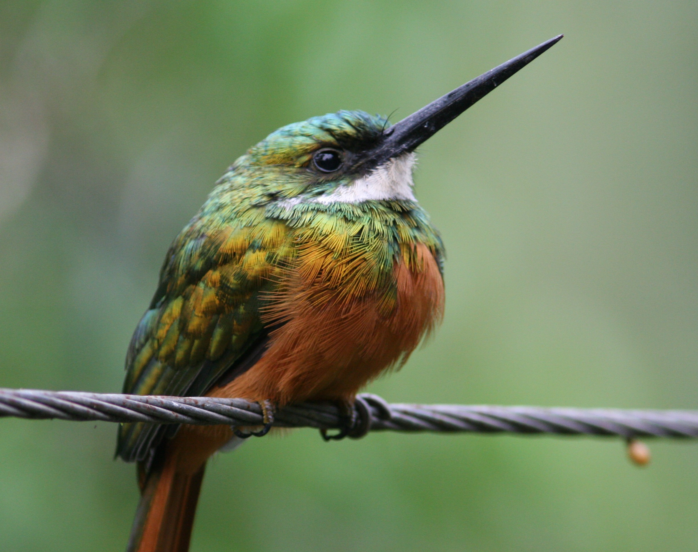 Pretty Rufous-tailed jacamar