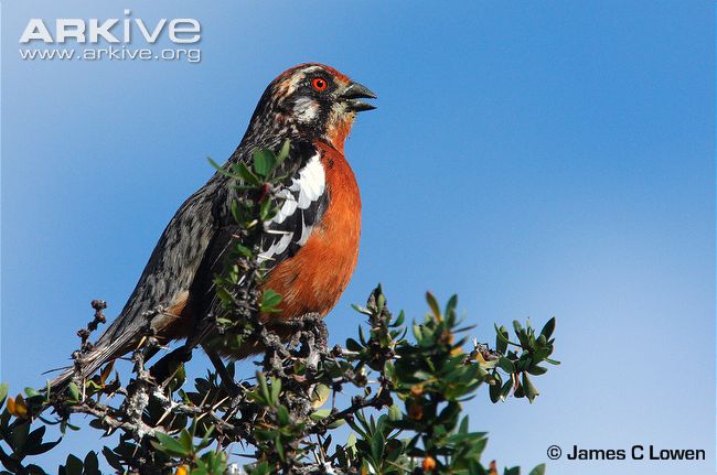 Pretty Rufous-tailed plantcutter