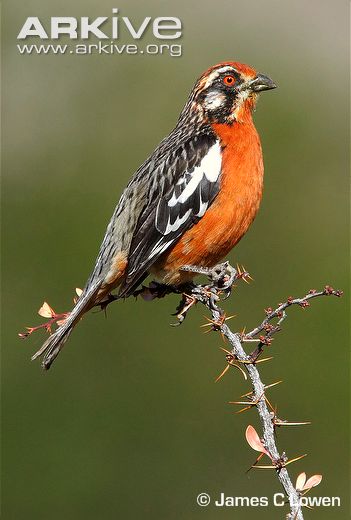 Pretty Rufous-tailed plantcutter