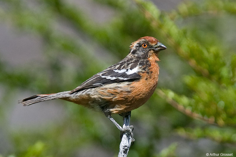 Pretty Rufous-tailed plantcutter