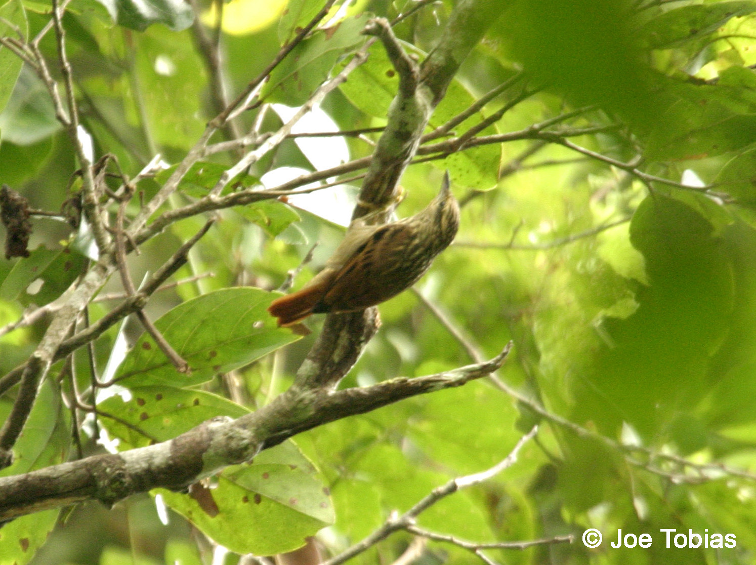 Pretty Rufous-tailed xenops