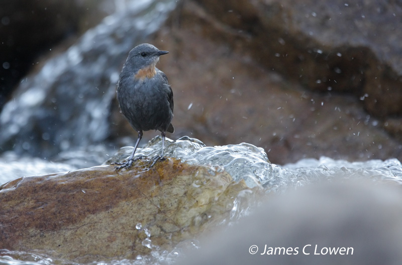 Rufous-throated dipper