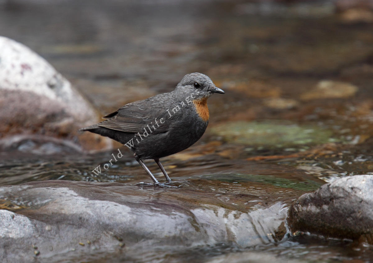 Pretty Rufous-throated dipper